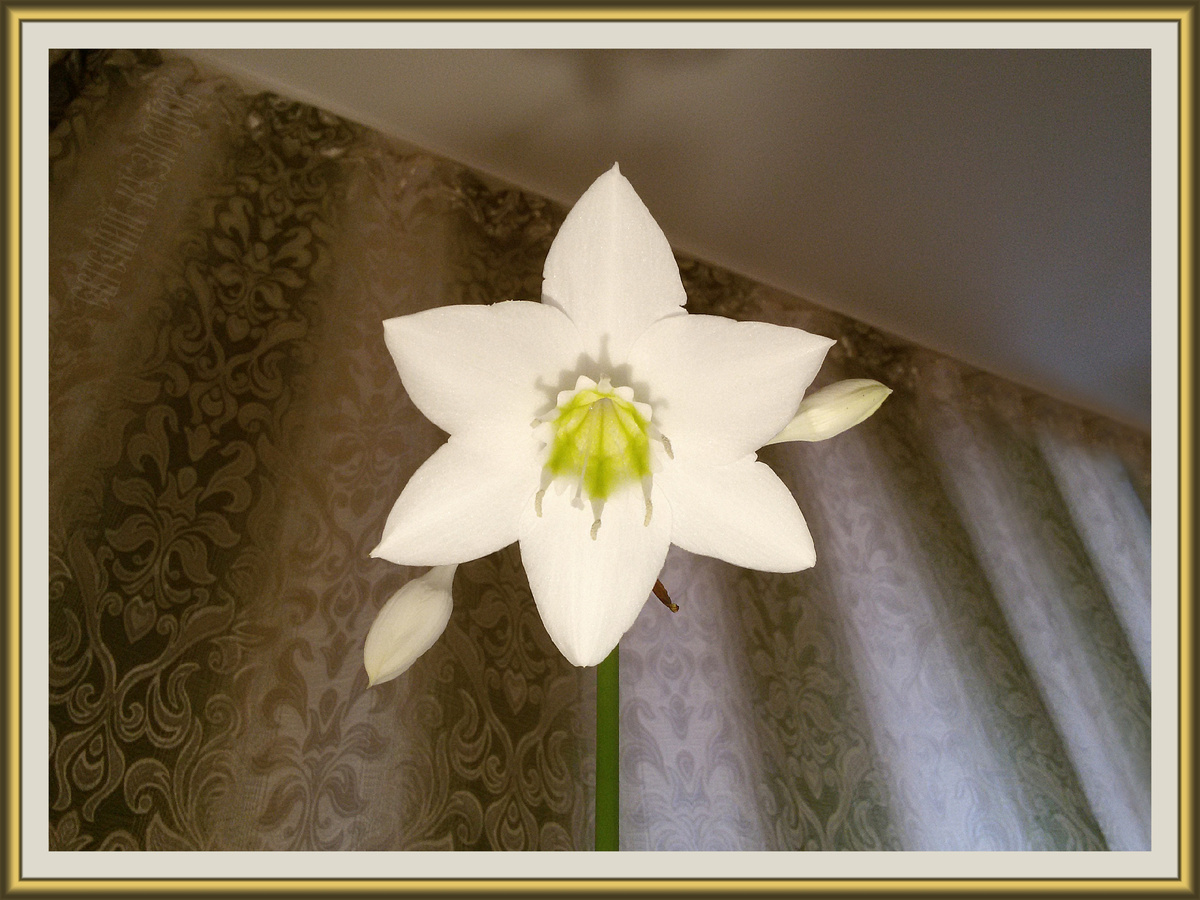 Большие крупные цветки — ядейший яд! Листья — еще хуже! А у меня еще кошечка и  собачечка их грызли!