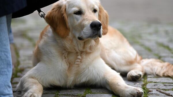    © Sputnik / Владислав Адамовский