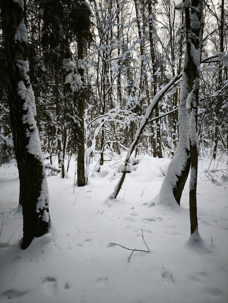 Вот так сейчас у меня в ближнем лесу. 