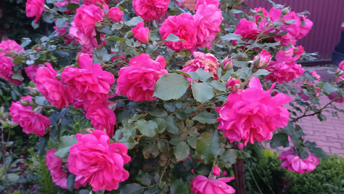 РОЗАРИУМ ЮТЕРСЕН