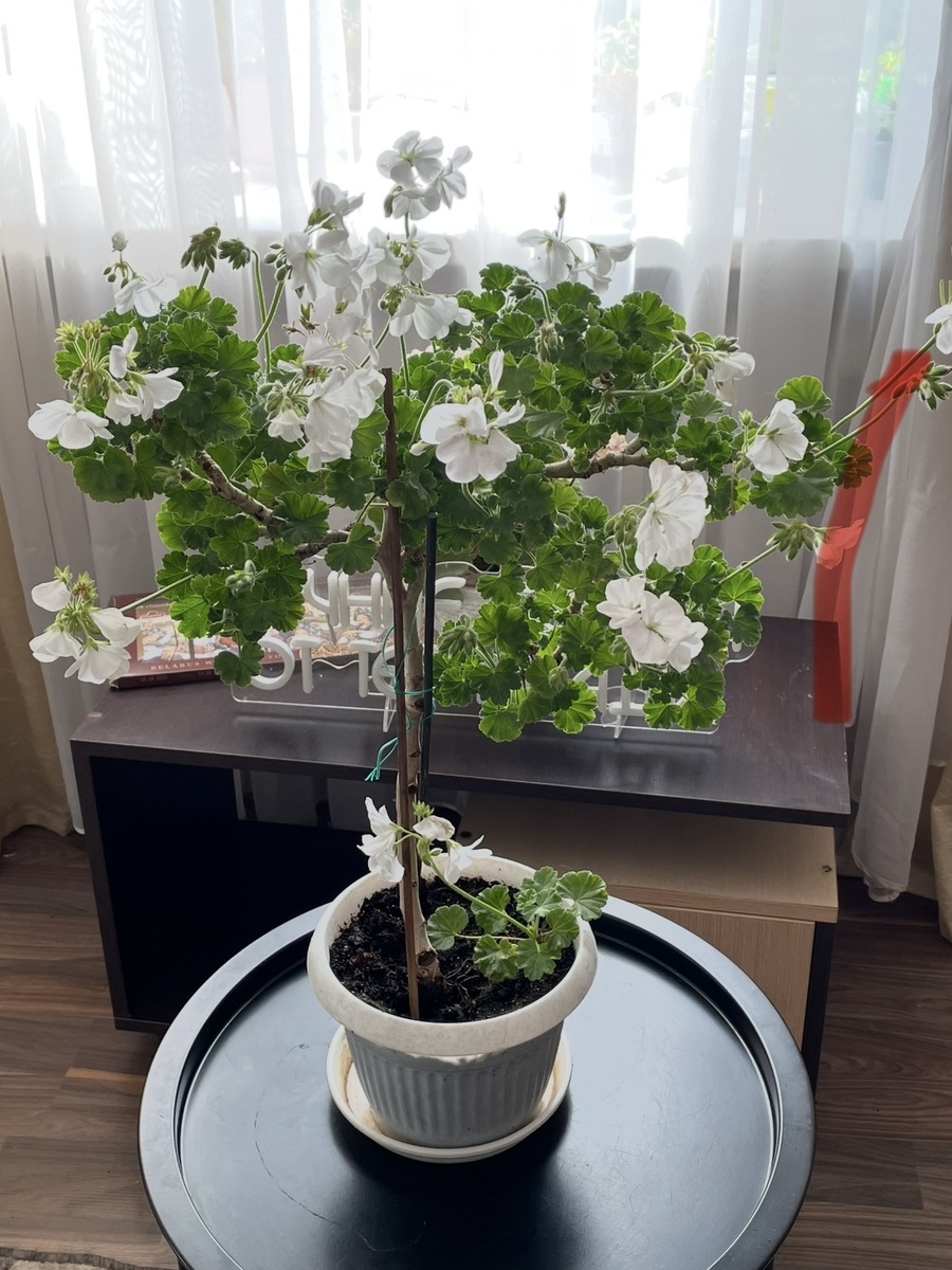 Пеларгония на штамбе 2024 год 