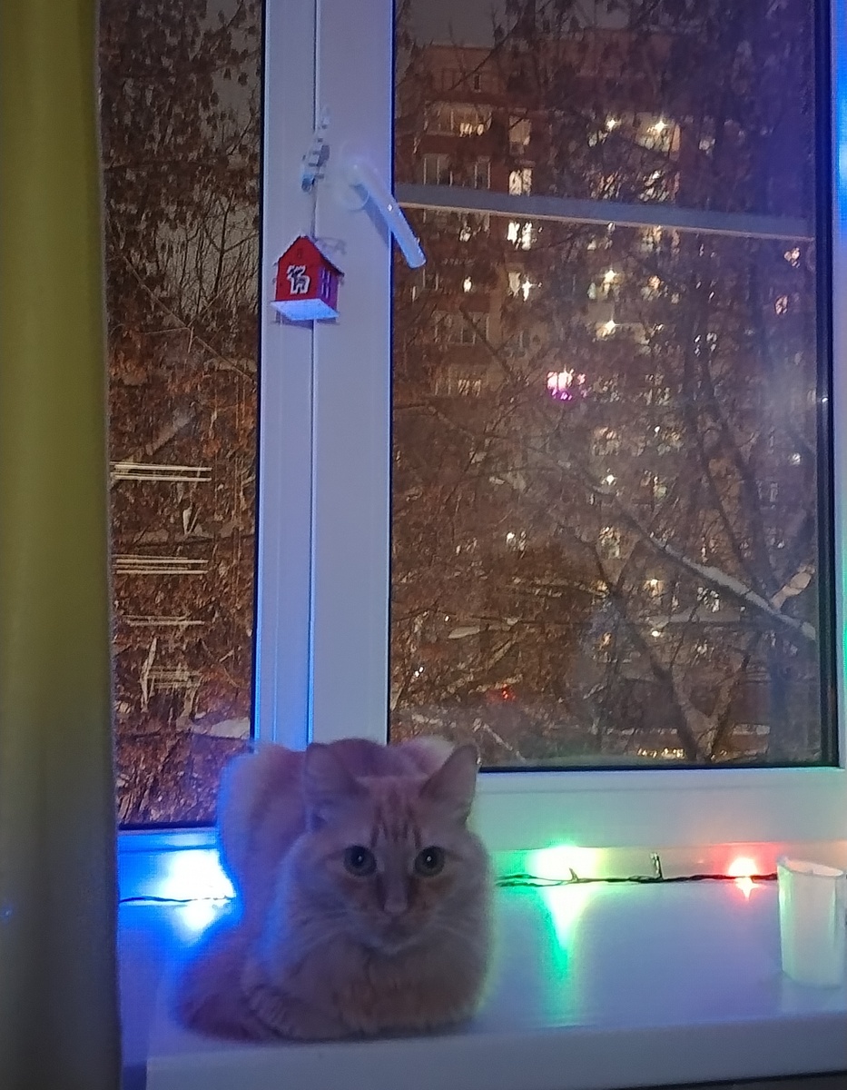 Вот у кота проблем нет, у него все хорошо 😂