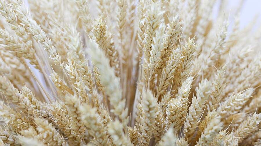    Фото: ИЗВЕСТИЯ/Евгений Павлов