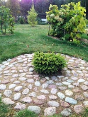 Picea abies Nidiformis