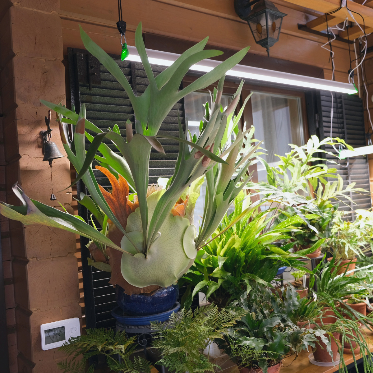 Папоротники