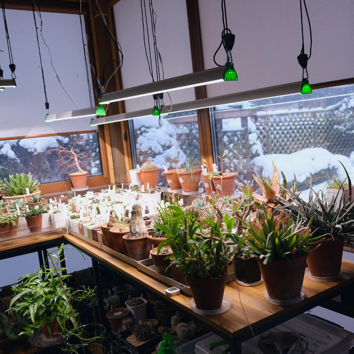 Суккуленты