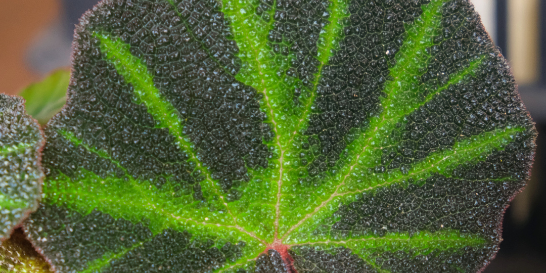 В моей оранжерее (зимнем саду): папоротники, бегонии и орхидеи