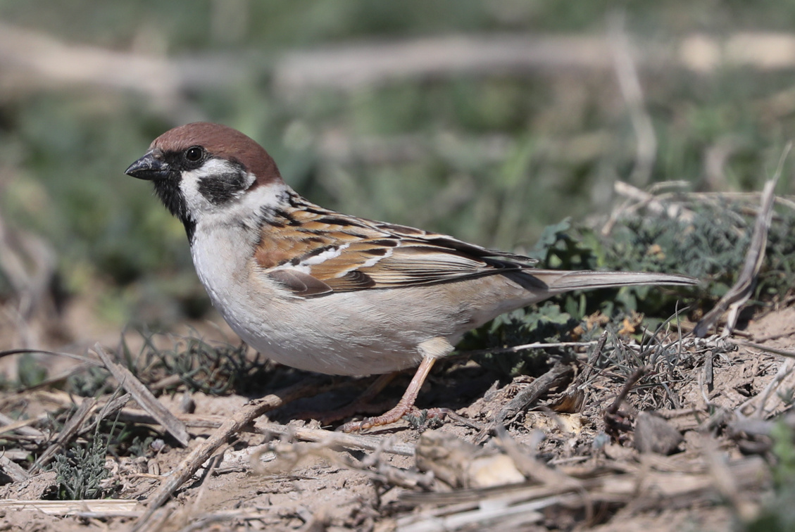 Фотография из интерннета