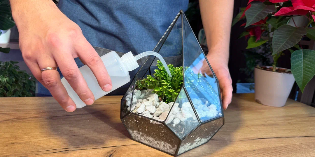 Из горшка в арт-объект: мастер-класс по созданию флорариума + 15 растений, которые для этого подходят