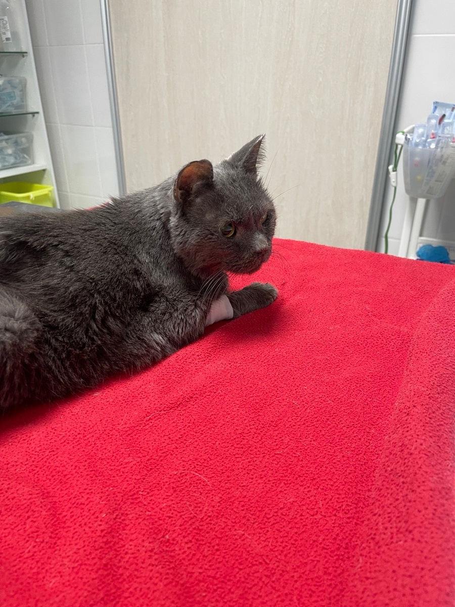 Рафаэль в ветклинике