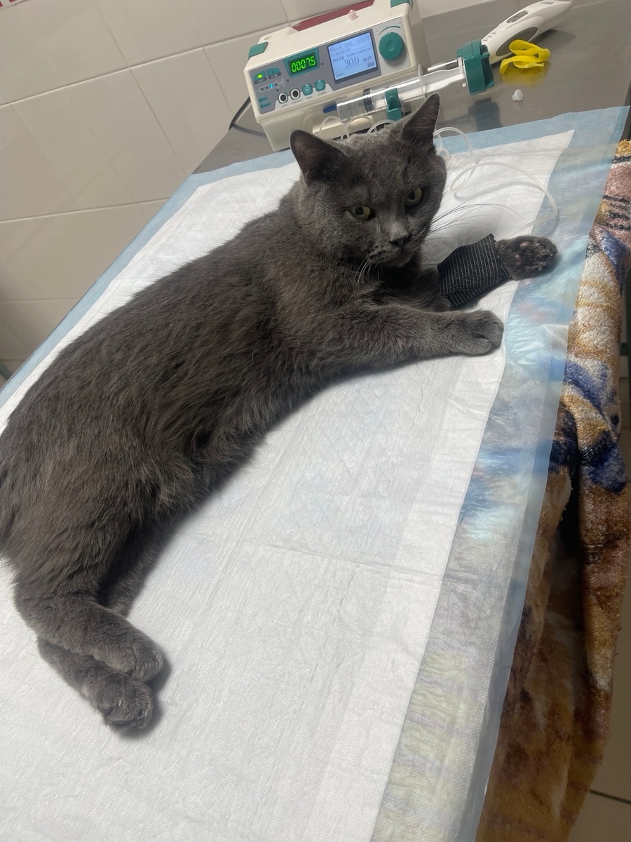 Рубик после переливания крови