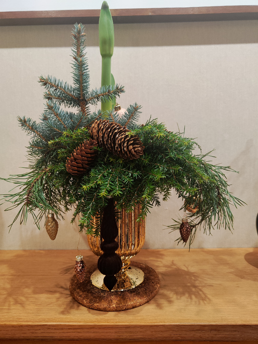 Это мне подарили. Жду, когда амарилис  распустится.