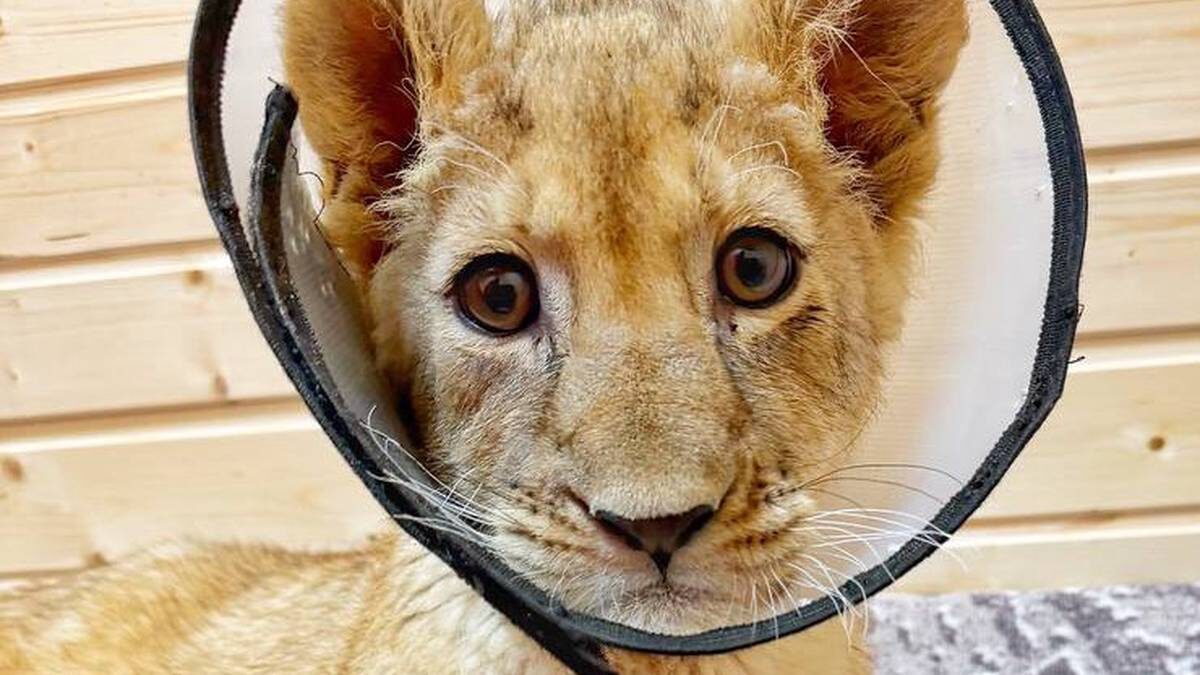    Фото: Telegram / Парк львов Земля Прайда