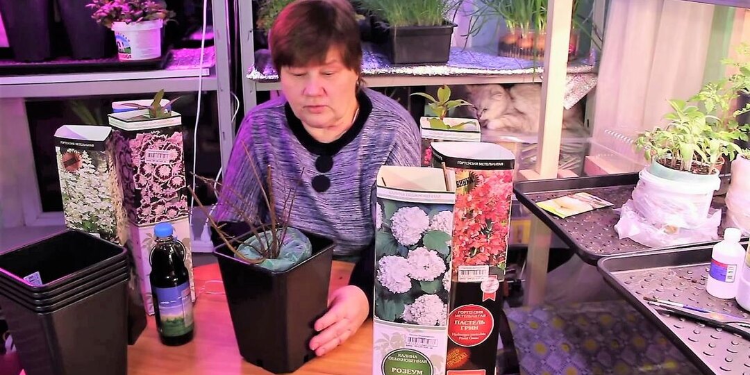 Риск или выгодная сделка? Я купила спящие кустарники за копейки.