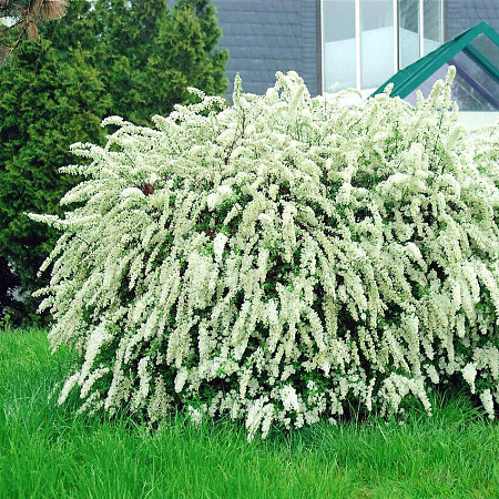 Спирея серая (фото с сайта https://sad-i-ogorod.ru/)