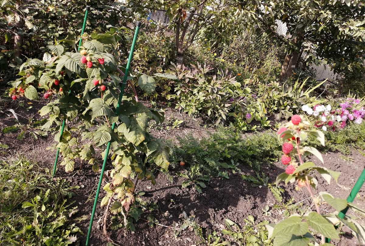 Малина "Исполин" сентябрь 2025г фото автора