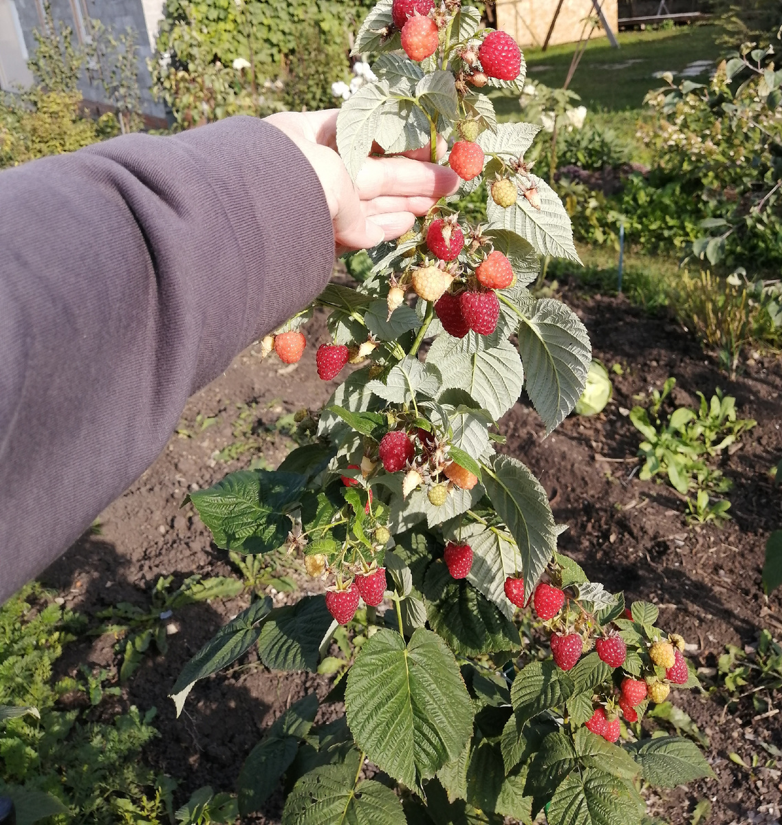 Малина "Исполин" сентябрь 2025г фото автора