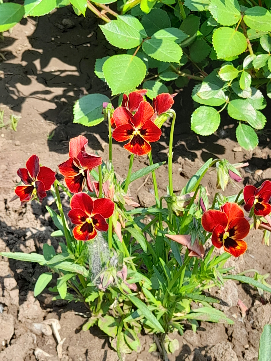 Виола (Анютины глазки) - Швейцарские гиганты оранжевые с глазком...