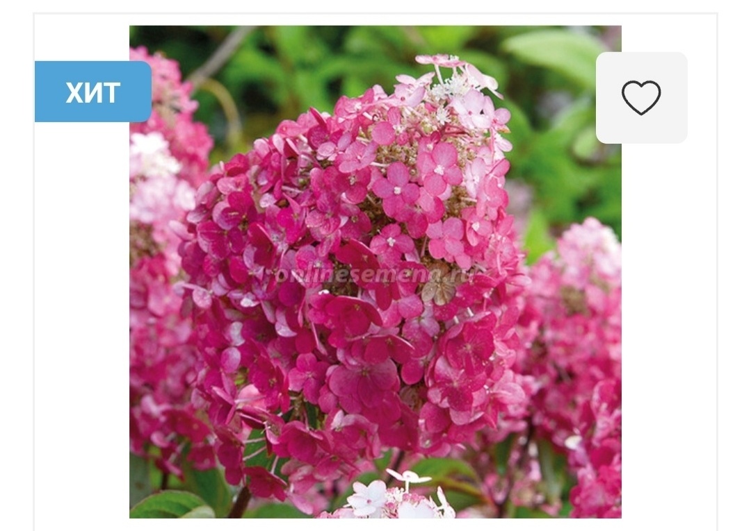 Гортензия метельчатая Самарская Лидия. Фотография с сайта продавца агрофирма Поиск