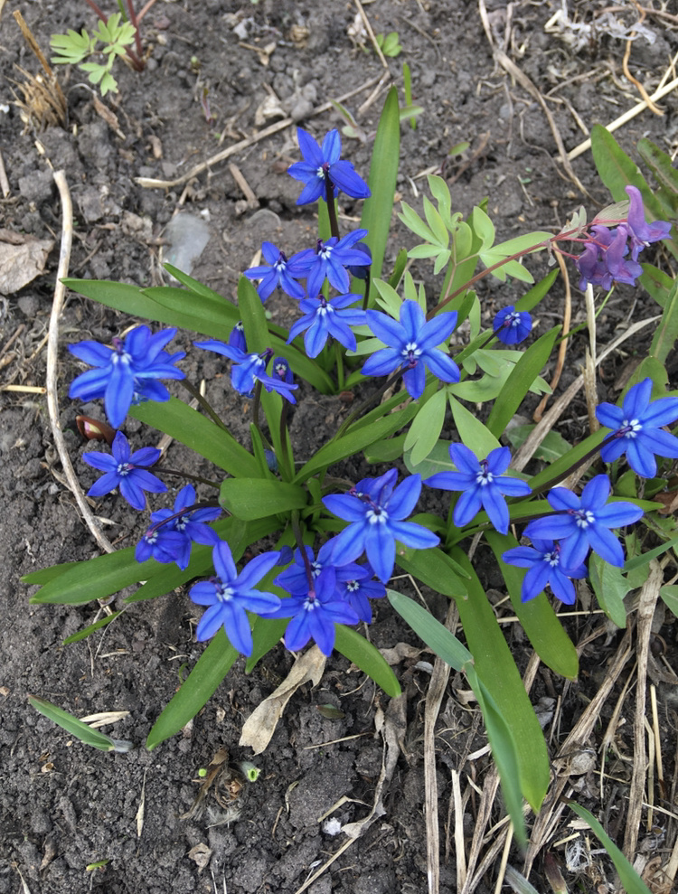 Сцилла сибирская 