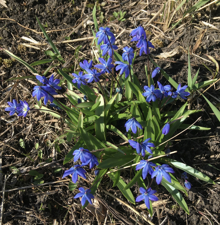 Сцилла сибирская 