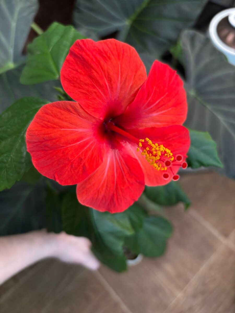 Первое цветение гибискуса.