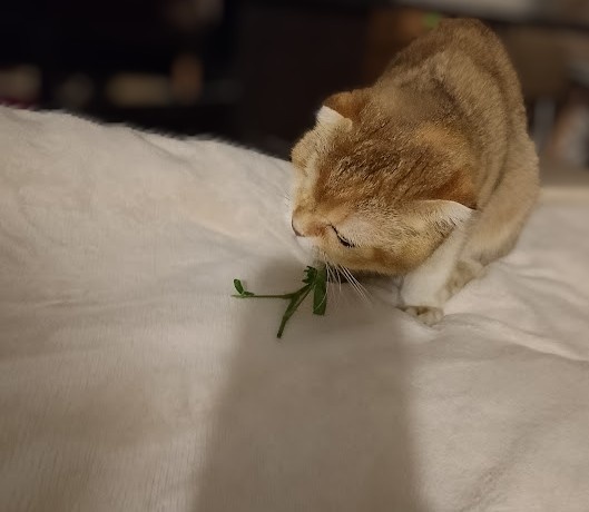 Ну ты тут порассуждай пока, а я твою розочку доем... Без всяких психологий и сложностей. Ам-ням-ням