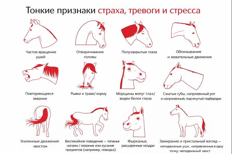 Признаки страха и стресса у лошадей