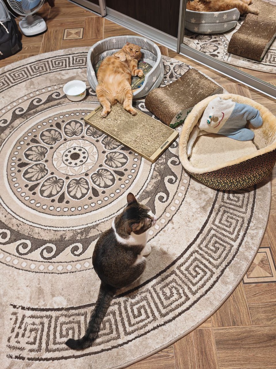 Красавица и Лучик