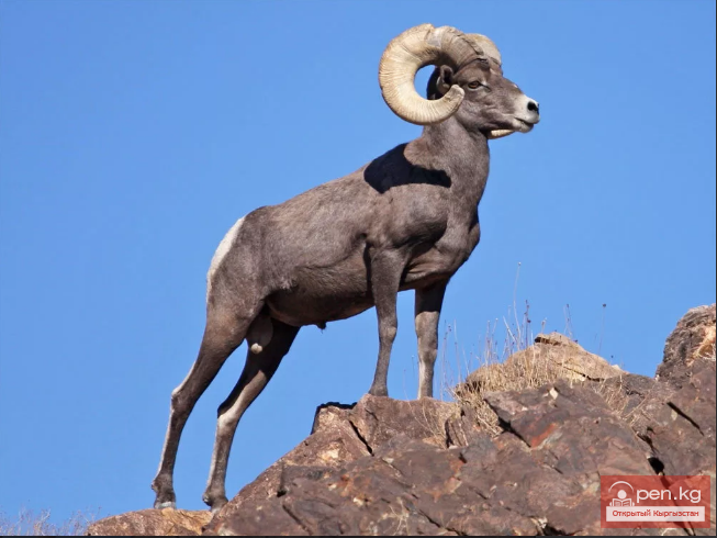 Собственно архар, один из вымирающих видов. Изображение взято из интернета.