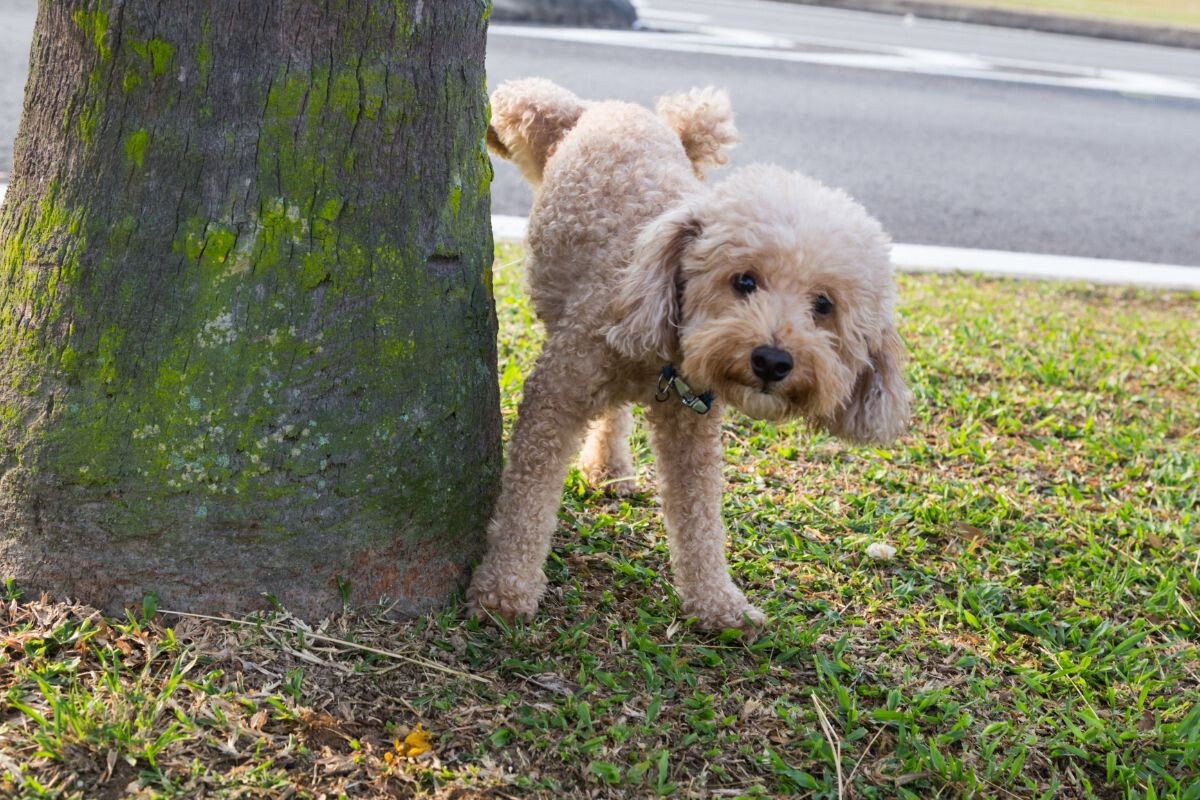 Самец пуделя метит дерево 