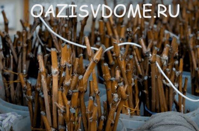 Черенки винограда