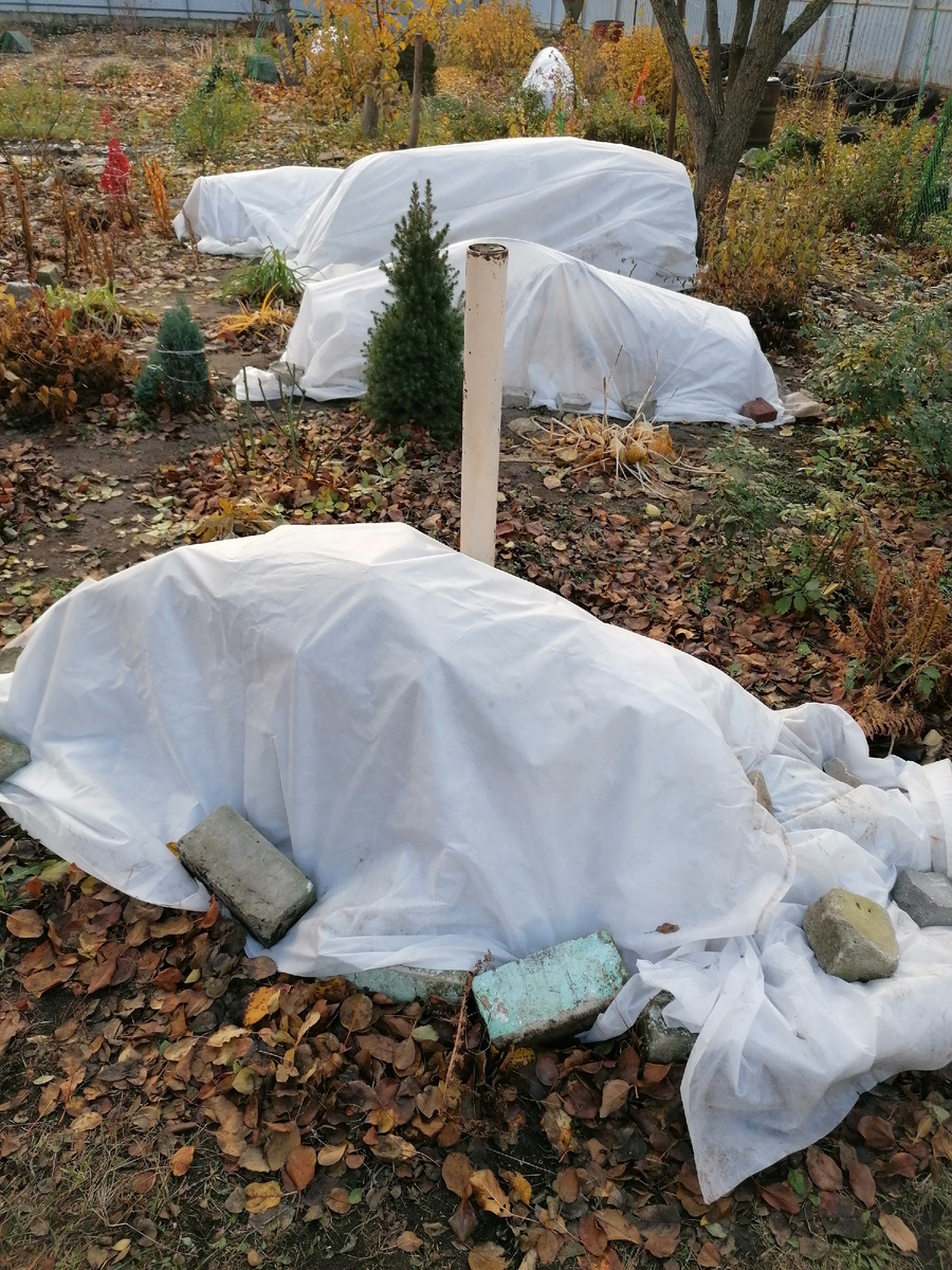 16.11.2024 Розы укрыты. Перед этим 4.11 был первый снегопад.