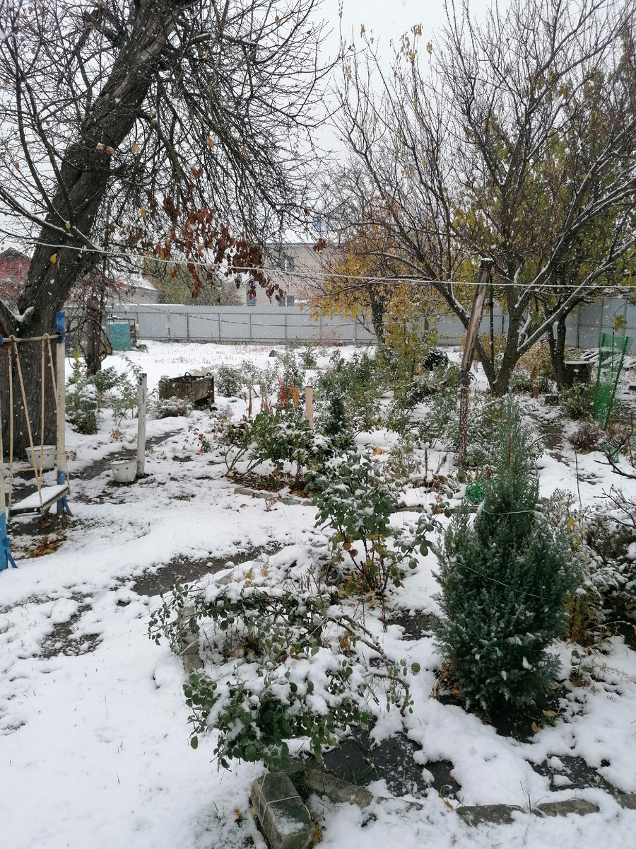 4.11.24 Первый снег. Ещё нет укрытий.