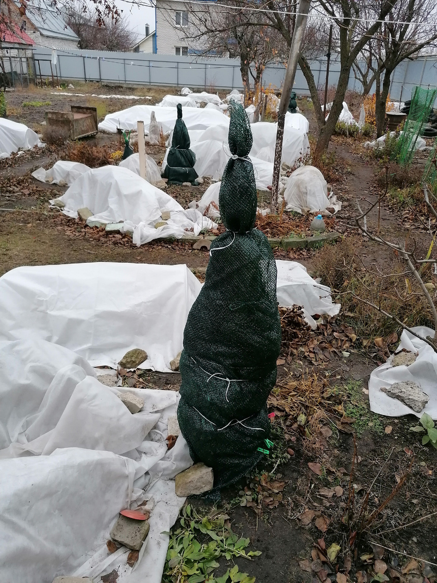 3.12.2024 Обмотаны хвойные, снега нет.