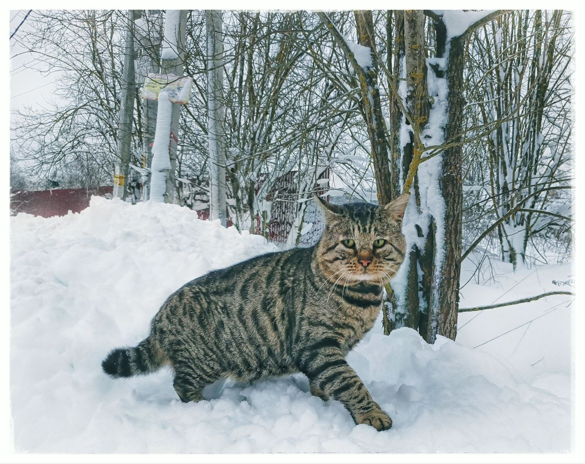 Соседский котик... Говорят хозяина у него уже нет. Зовут Фокс.