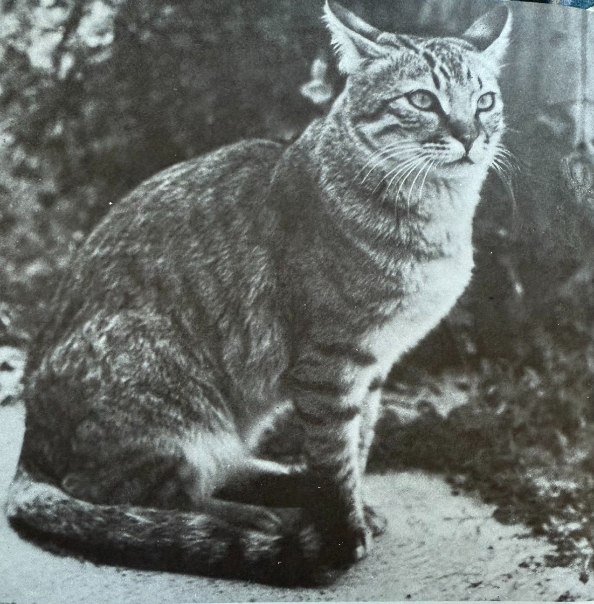 Кафрская кошка, от которой, как говорят, произошли все домашние кошки. Источник фото: книга «The treasury of cats».