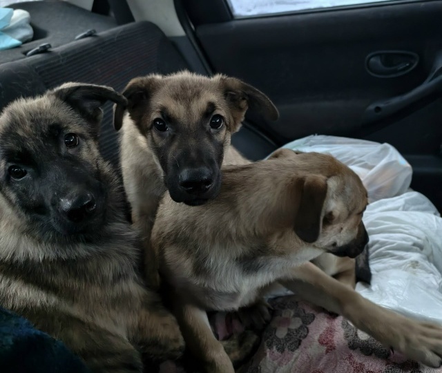 Ситуация по щенкам показала кто друг, кто враг, кто так.