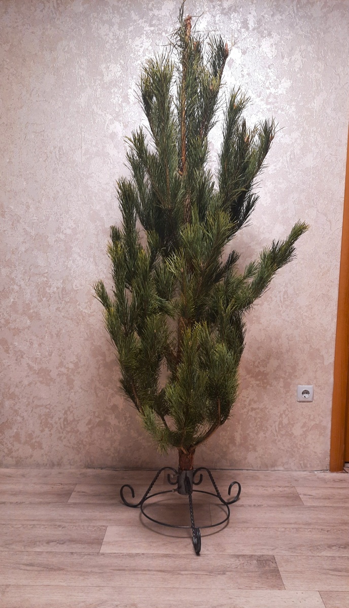 На стадии оттаивания и распрямления веточек