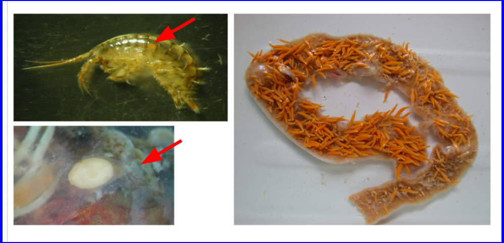 Стадии жизненного цикла скребня Polymorphus phippsi — патогенного паразита гаги обыкновенной (основного хозяина). На последнем изображении — половозрелые скребни на участке тонкого кишечника птицы. (Из презентации К. Галактионова)