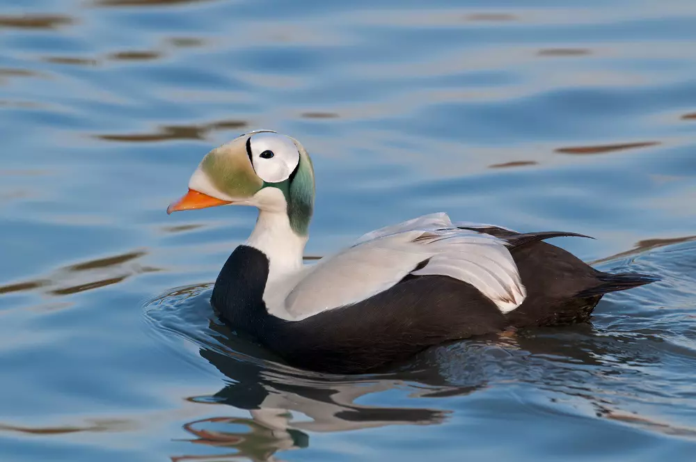 Гага обыкновенная. (Фото из открытых источников)