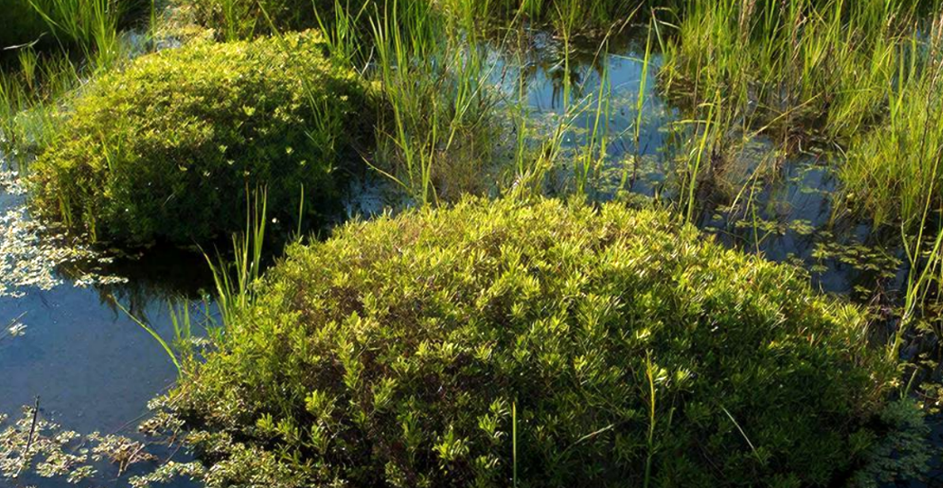 Почему нельзя было трогать болота