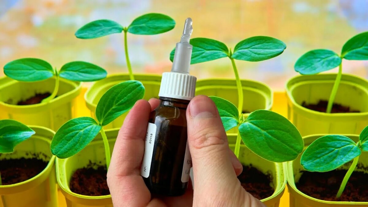 Подкормка рассады