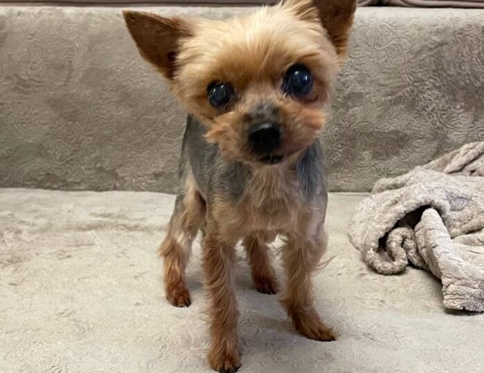 Пристройство маленьких породистых собак сложное. Продолжение истории про йорку, которую оставили на детской площадке