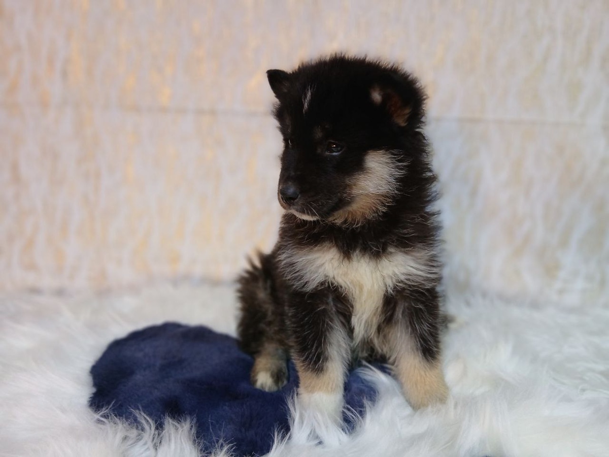 Девочка хася 1