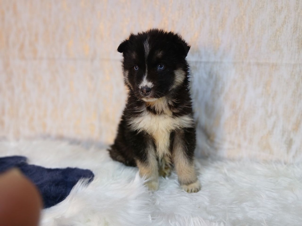 Девочка хася 2