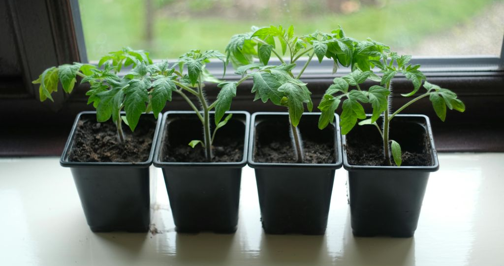 Эти ошибки при выращивании губят рассаду