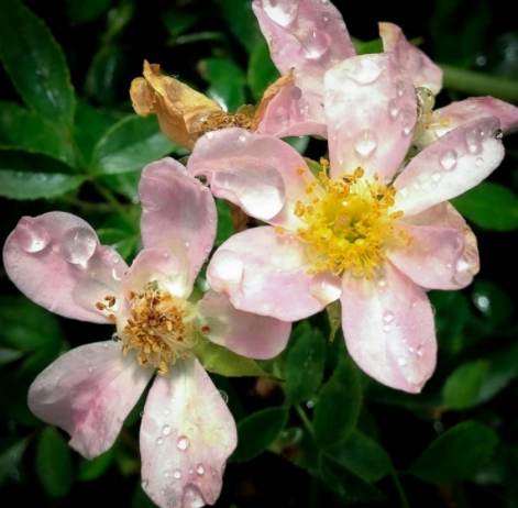 Фото Jacksons Nurseries UK ltd