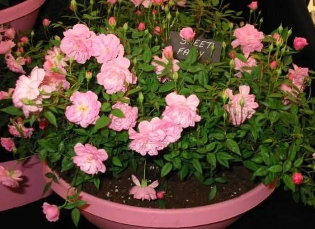 «Милая Фея». Фото GardenAction