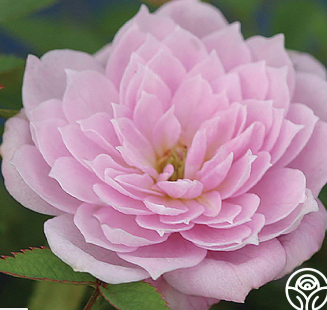 «Милая Фея». Фото HEIRLOOM ROSES